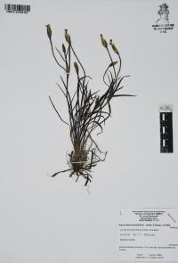 Sisyrinchium tenuifolium image